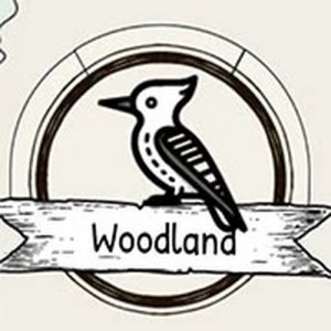 Birdlingo Online Game